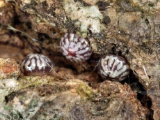 Dichonia aprilina 0638